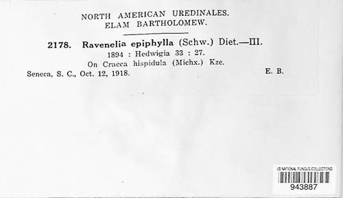 Ravenelia epiphylla image